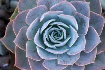 Macro Blue fresh Succulent echeveria plant - Texture background - Blue nature concept 