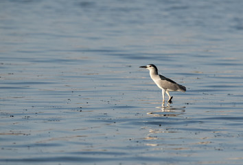A night heron at Tubli bay, Bahrain