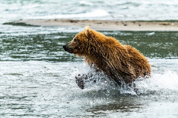 Obraz premium Ruling the landscape, brown bears of Kamchatka (Ursus arctos beringianus)