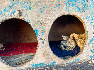 street house for homeless cats in Istanbul, Turkey. cat cabin stands on street for homeless cats. Concept of caring for street animals. Wooden Cat Kennel