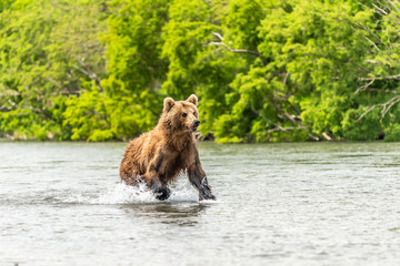 Ruling the landscape, brown bears of Kamchatka (Ursus arctos beringianus)