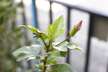  Blooming pink hibitus plant in a pot 