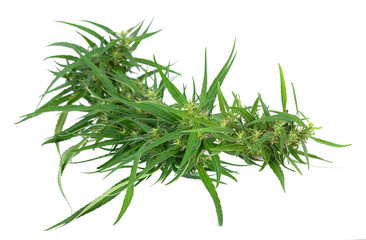 Fresh marijuana bud isolated on white background