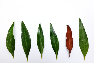 Dry leaf among fresh leaves isolated in white background