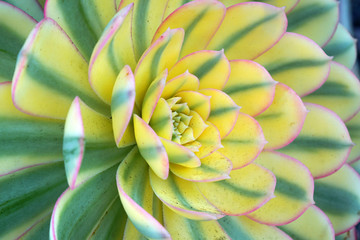 Macro fresh yellow Green Succulent echeveria plant in the garden - texture background - yellow nature concept