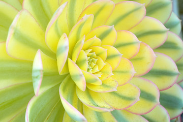 Macro fresh yellow Green Succulent echeveria plant in the garden - texture background - yellow nature houseplants garden vibes concept