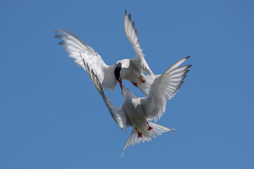 Arctic Tern Fighting