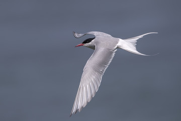 Arctic Tern Flying