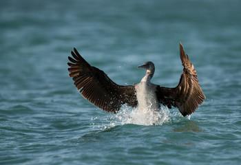 The Socotra cormorant  bathing at Busaiteen water, Bahrain