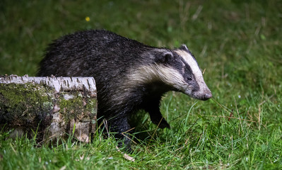 Badger  © Simon Stobart