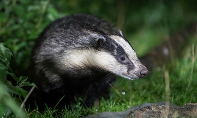 Badger 