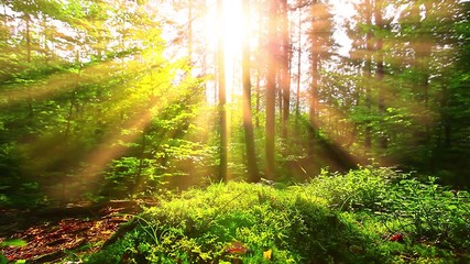 morning in a  forest