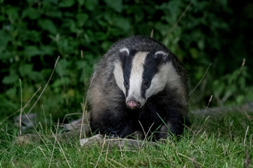 Badger  © Simon Stobart