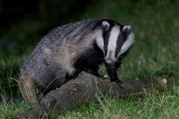 Obraz premium Badger 