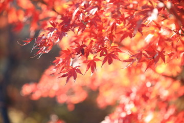 Autumnal landscape of Suizawa maple valley in the Mie Prefecture of Japan