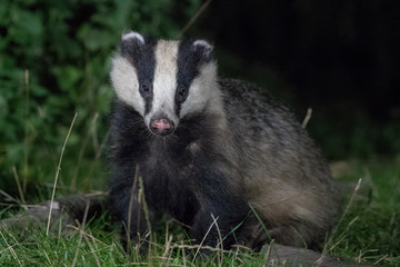 Badger 