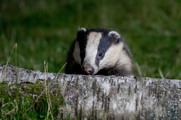 Badger  © Simon Stobart
