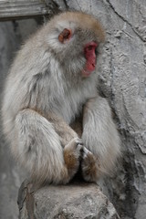 ニホンザル