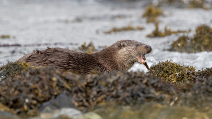 European Otter in Seaweed
