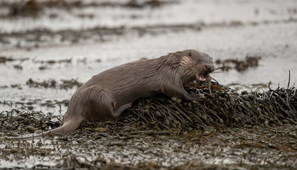 European Otter in Seaweed