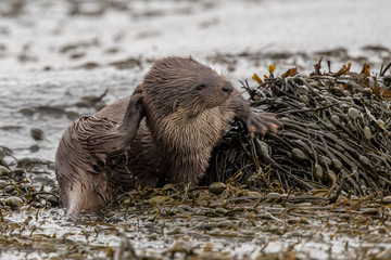 European Otter in Seaweed