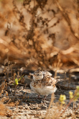 Crested lark in its habitat at Hamala, Bahrain