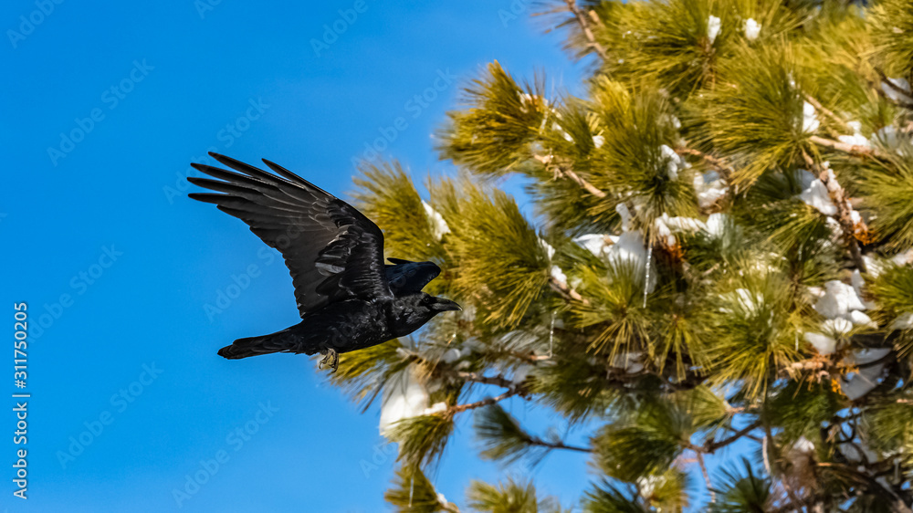 Wall mural black crow flying in blue sky, on a snowy tree, portrait