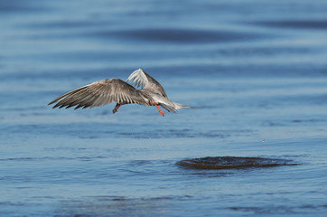 Fototapeta na wymiar White-cheeked hovering for fishing, Bahrain 