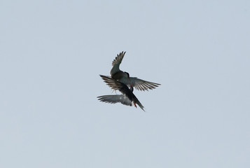 A pair of white-cheeked tern aerial fight at Busaiteen coast, Bahrain