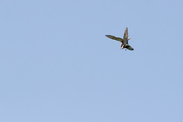 Fototapeta na wymiar A pair of white-cheeked tern aerial fight at Busaiteen coast, Bahrain