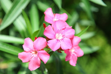 Nerium oleander flowers