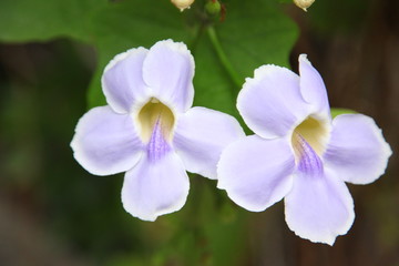 Thumbergia laurifolia flower