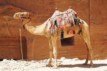 Camels in Petra Unesco Heritage site - Jordan 