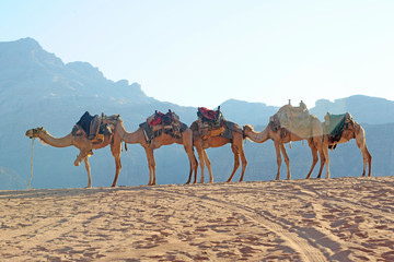 Jordan, January 2020 caravan of camels and deduin in wadi Rum desert 