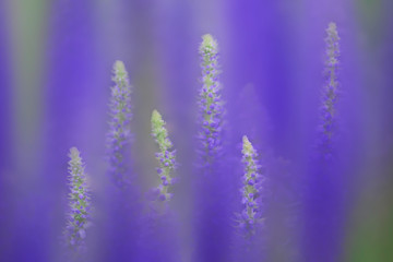 Fototapeta premium Wild blue lupine with blur and pattern repetition