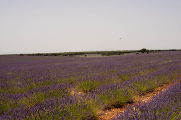 Fototapeta na wymiar The sea of lavender