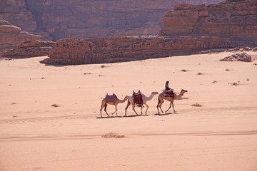     Camels caravan and beduin in Wadi Rum desert in Jordan famous for Lawrence d'Arabia     