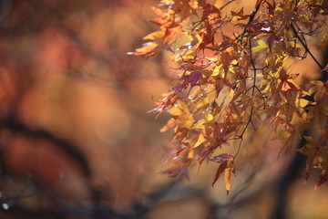 Autumnal landscape of Suizawa maple valley in the Mie Prefecture of Japan