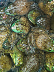 Pile of Frogs