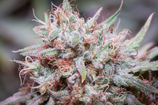 Marijuana Pic