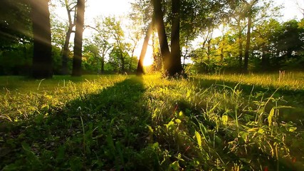 morning in a  forest