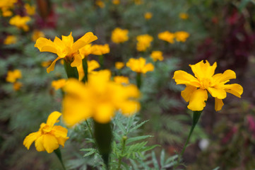 Fototapeta premium Little Yellow flowers