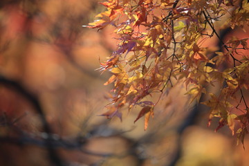 Autumnal landscape of Suizawa maple valley in the Mie Prefecture of Japan