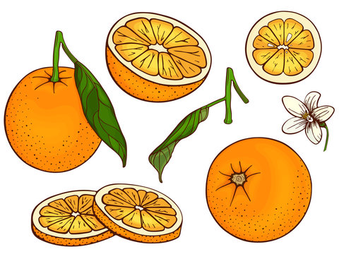 Oranges Clipart Vector, Orange With, Orange Drawing, Doodle Style Twig,  Illustration PNG Image For Free Download