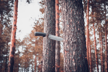 Camping knife stuck in pine tree in the forest.