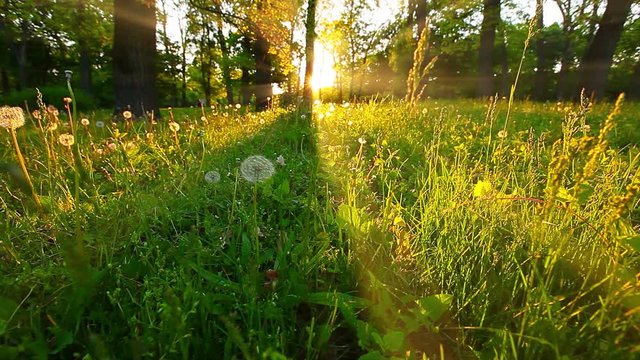 morning in a  forest