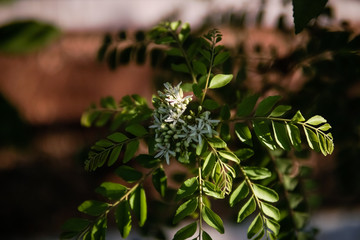 the curry tree and flower are blooming