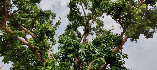 Green beautiful leaves isolated in nature background