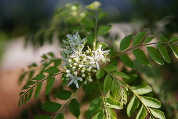 the curry tree and flower are blooming