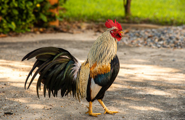Cute rooster in the yard